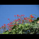Eine Ranke mit einer ungewöhnlich intensiv rot leuchtenden Blüte